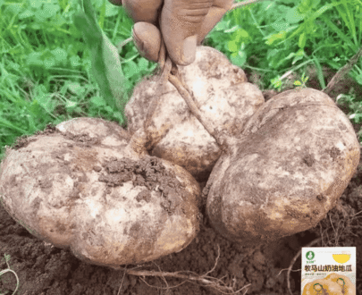 Muma Mountain Sweet Potato