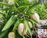 Pepino Melon