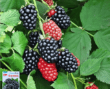 Black Raspberry