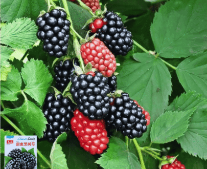 Black Raspberry