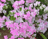 Double Yijing Bougainvillea