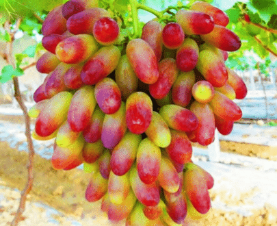 Beauty Finger Grape