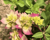Bougainvillea - Cherry Blossom