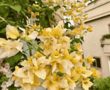 Suvanna (Golden Yellow)