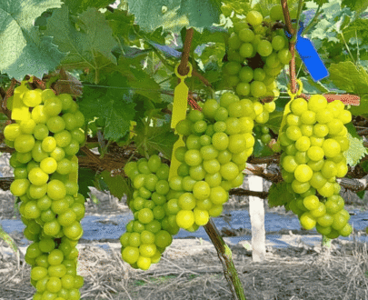 Shine Muscat Grape