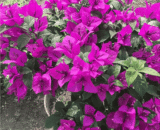 Yunnan Purple Bougainvillea