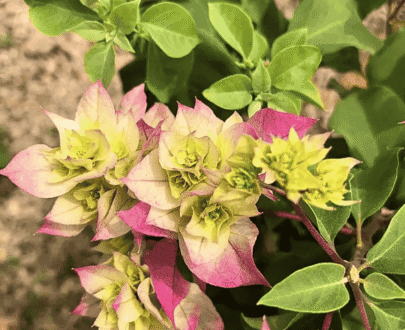 Bougainvillea - Cherry Blossom