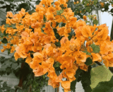 California Golden Bougainvillea