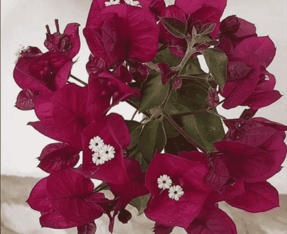 Dark Walker Bougainvillea