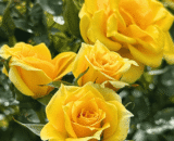 Yellow Rose