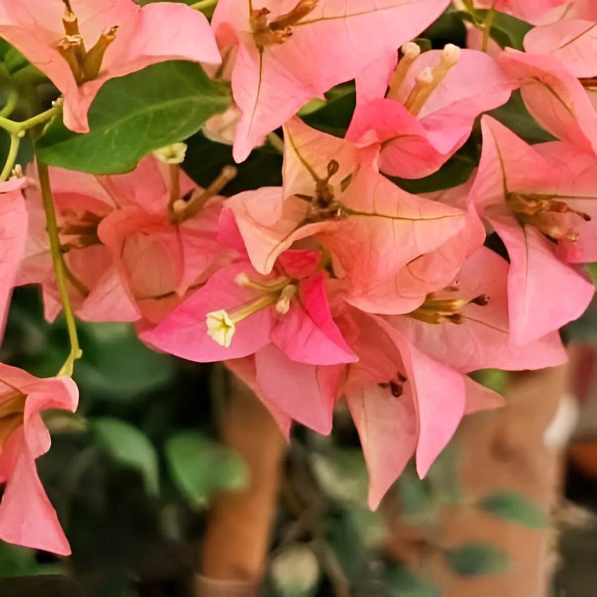 আমদানিকৃত Watermelon Kiss Bougainvillea - ওয়াটারমেলন কিস বাগানবিলাস (প্রায় ১৫০ বীজ) - Image 3