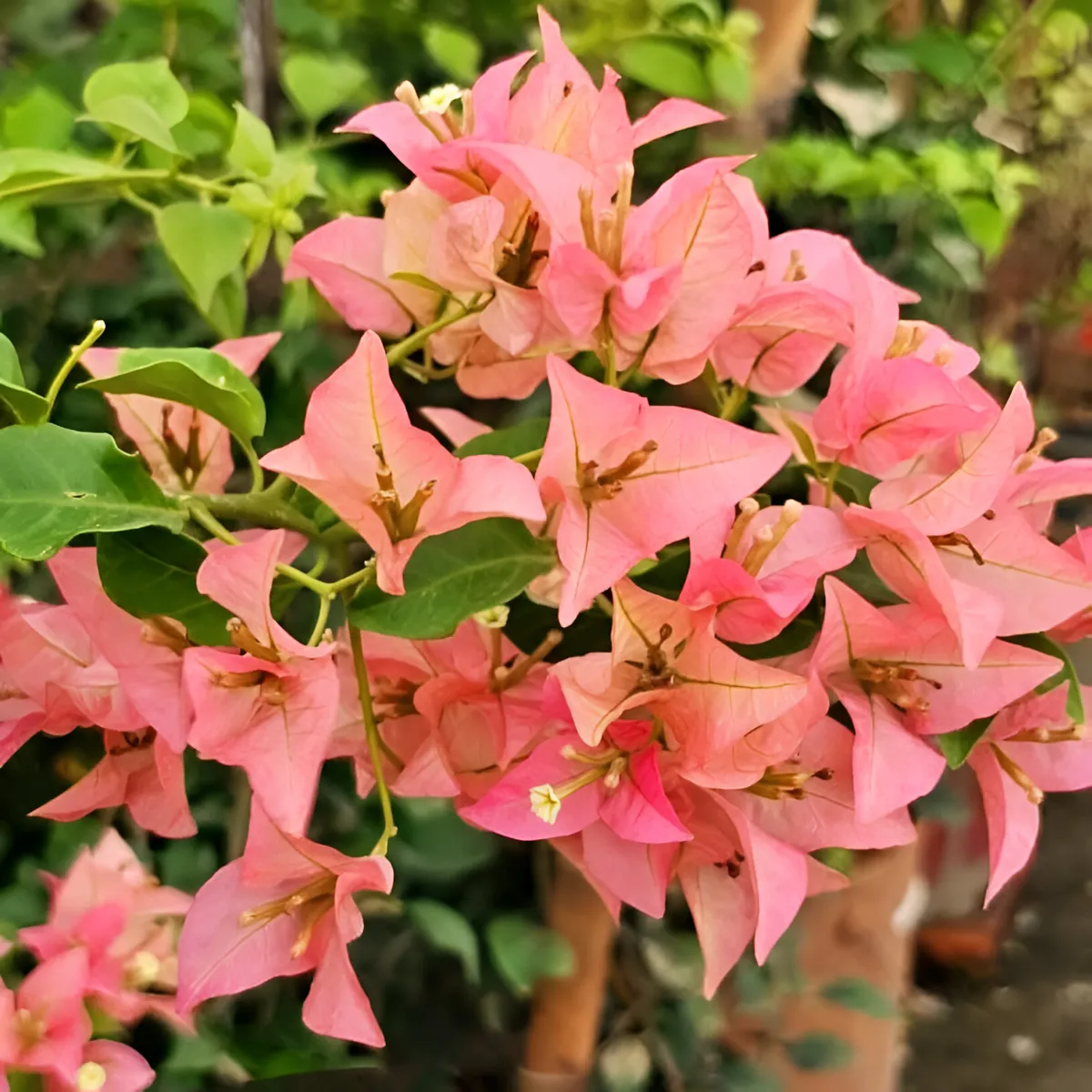 আমদানিকৃত Watermelon Kiss Bougainvillea - ওয়াটারমেলন কিস বাগানবিলাস (প্রায় ১৫০ বীজ) - Image 2
