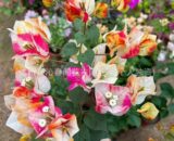 Indian Painting Bougainvillea