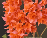 Green Leaf Orange Bougainvillea