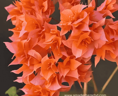 Green Leaf Orange Bougainvillea