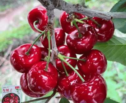 আমদানিকৃত Cherry - চেরি