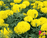 Marigold Bright Yellow