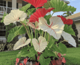 Giant Mixed Color White & Pink Caladium Seeds