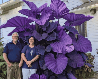 Giant Midnight Purple Caladium