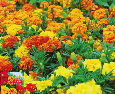 ইমপোর্টকৃত Marigold Mixed