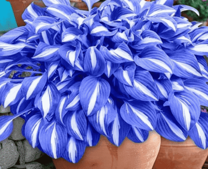 Blue Hosta Caladium