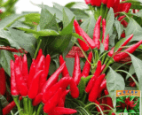 Thai Facing Heaven Spicy Chili Pepper