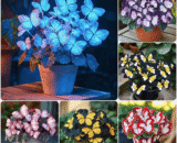 Moonlight Butterfly Begonia