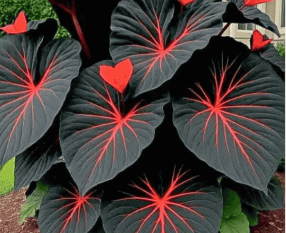 Black & Red Caladium