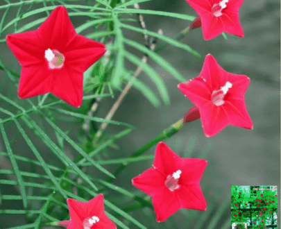 Cypress Vine