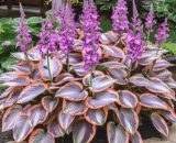 Hosta Caladium Seeds