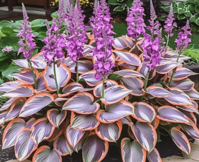 Hosta Caladium Seeds