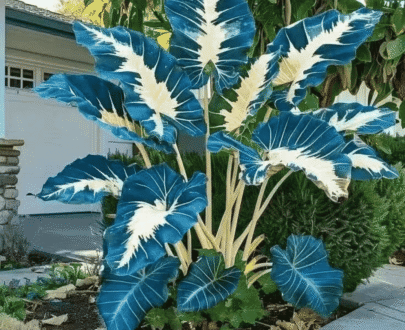 White Blue Caladium