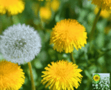 Dandelion