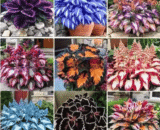 Mixed Hosta Caladium Seeds