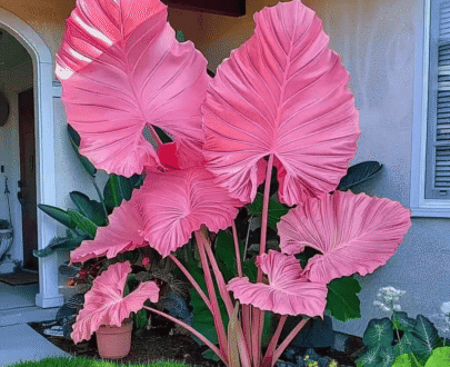 Pink Elephant Ear