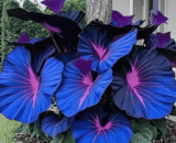 Rare Deep Blue Purple Caladium Seeds