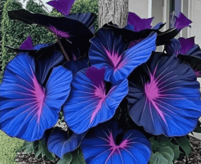 Rare Deep Blue Purple Caladium Seeds