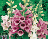 Foxglove (Digitalis)