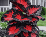 Black Red Colorful Caladium Seeds