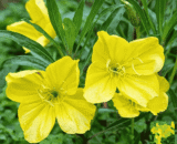 Evening Primrose