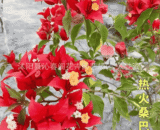 Hot Samba Bougainvillea