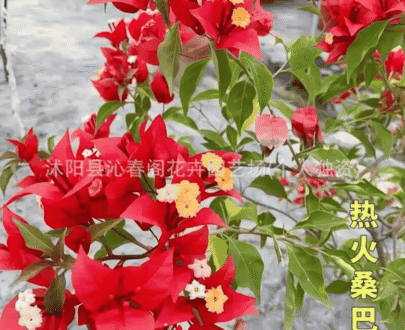 Hot Samba Bougainvillea