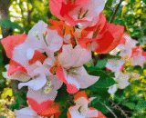 Maharani Bougainvillea