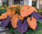 Bright Emerald Leaf Caladium