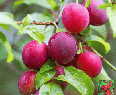 Imported Aloo Bukhara (Plum)