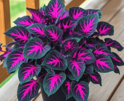 pink Black Green Caladium
