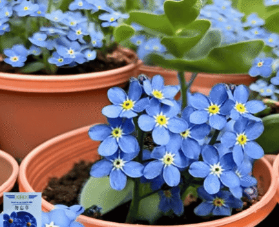 ইমপোর্টকৃত Forget-Me-Not - নীল রঙের ক্ষুদ্র ফুল  (প্রায় ৩০০ বীজ)