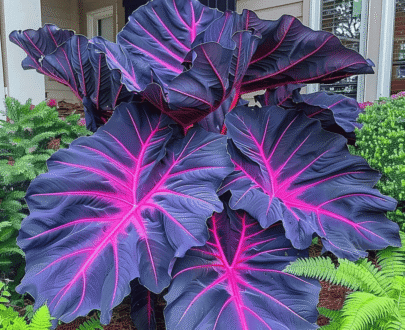 Dark Blue Caladium