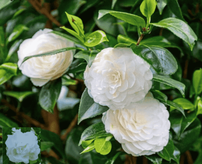 White Camellia