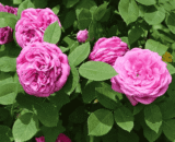 USA Four Season Rose